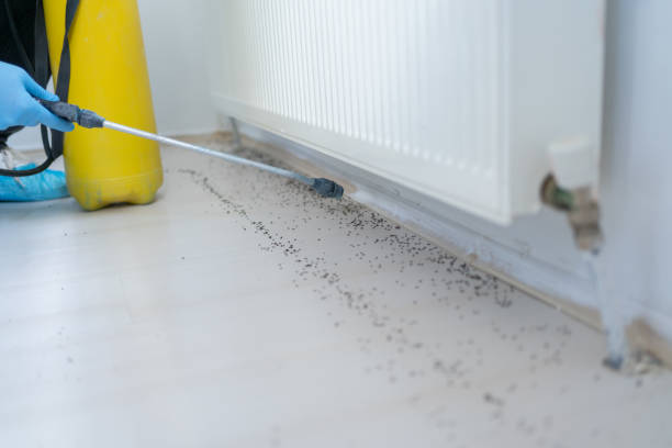 Trusted Dunmore, PA Pest Control Experts